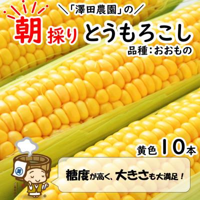 ふるさと納税 あわら市 春とうもろこし 10本 おおもの 黄色 朝採り