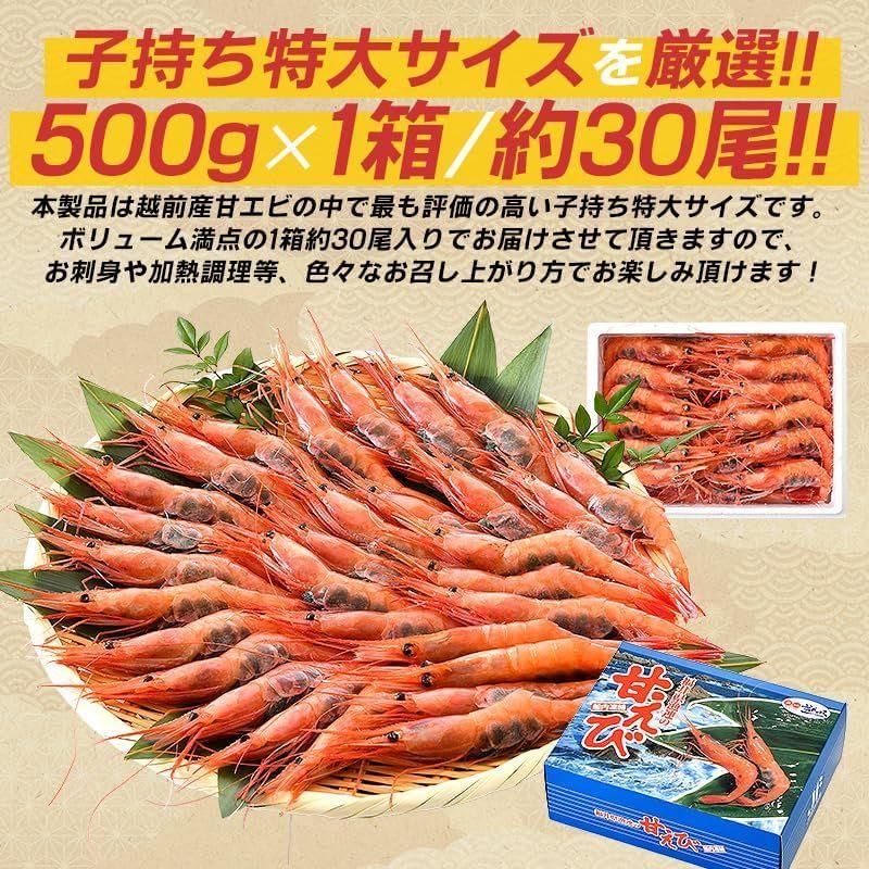 甘エビ 甘えび 特大 子持ち 刺身 500g 冷凍 越前甘エビ 福井県