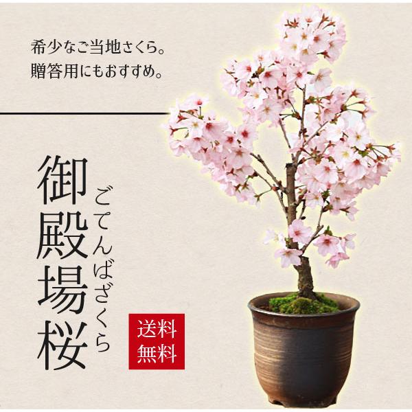 桜盆栽：御殿場桜(瀬戸焼金吹鉢)* (2024年開花終了)Sakura さくら お 