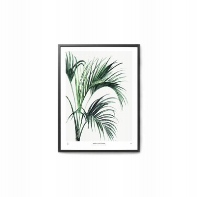 MY DEER ART SHOP　ポスター/アートプリント　30×40cm　BOTANICS / Howea