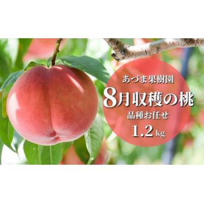 ふるさと納税 福島市 もも　8月収穫の桃　約1.2kgNo.2328