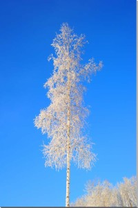 アラスカ　白樺霧氷　風景写真パネル 72.7×50ｃｍ　AUR-35-M20