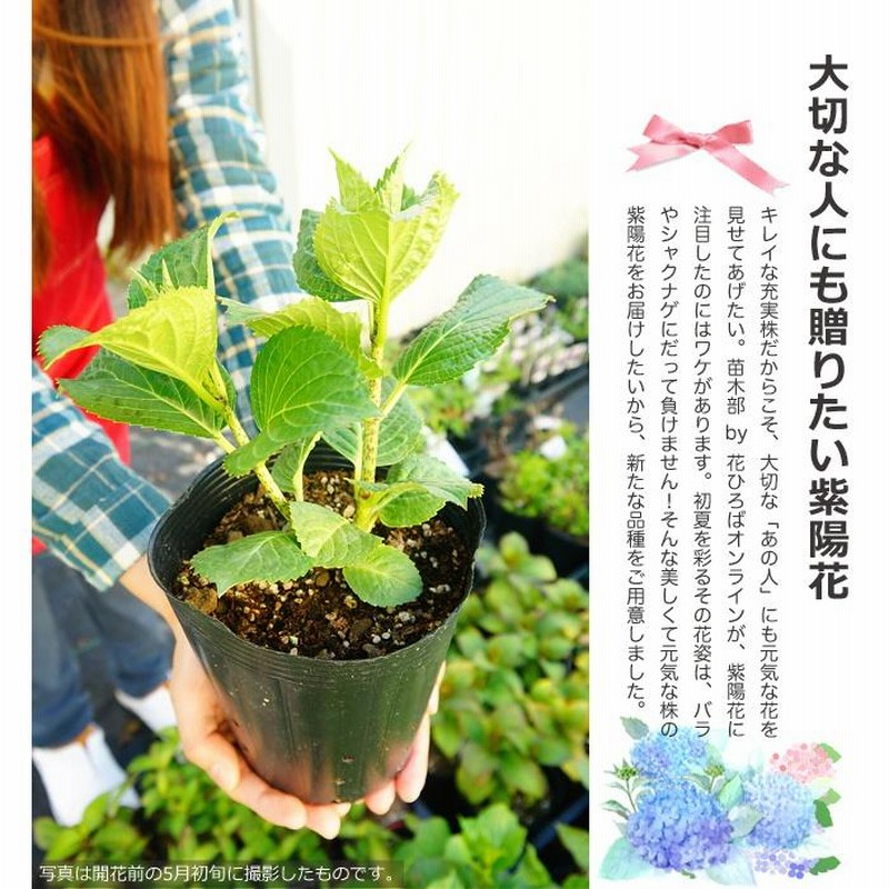 紫陽花 アジサイ 大島緑花 3.5号ポット苗 ハナヒロバリュー