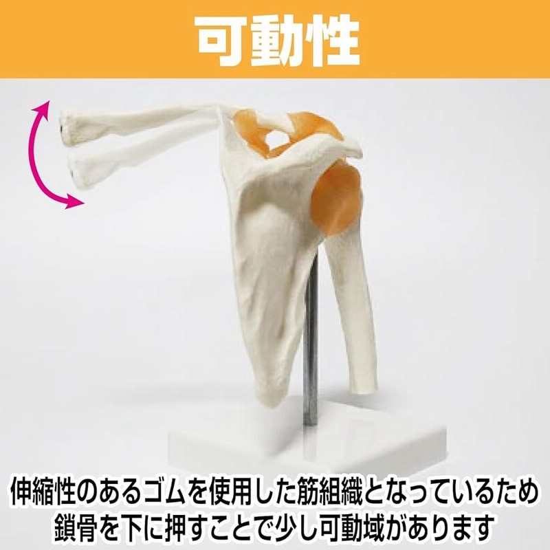 肩関節 鎖骨 肩甲骨 模型 モデル 人体 骨格 標本 靭帯 医学 学習
