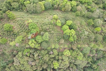 山嵐景觀咖啡農地｜超低總價退休秘境｜自己的小天地｜南投縣國姓鄉水長流段