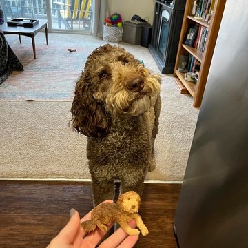 【客製化3D寵物紀念公仔】訂製手作似顏繪肖像狗狗貓咪毛小孩娃娃