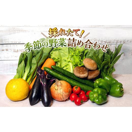 ふるさと納税 静岡県 袋井市 とれたて 野菜パック  季節の野菜 セット 詰め合わせ 10品前後 野菜セット 野菜詰め合わせ 野菜 ジャガイモ 人参 大根 小松菜 白…