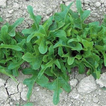【拈花微笑】綠橡木葉萵苣｜種子｜1g｜非基因改造種子｜蔬菜｜蔬果｜有機無毒｜高發芽率