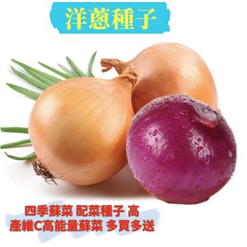 💥【洋蔥頭種子】優質精品 三色皮洋蔥 配菜香蔥頭蘇菜種子 適應性好 易種植 高產耐寒 洋蔥種子 蔥頭種子 限時搶購