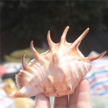 【螺貝藝】天然海螺貝殼蜘蛛螺七角螺家居裝飾魚缸水族造景拍攝