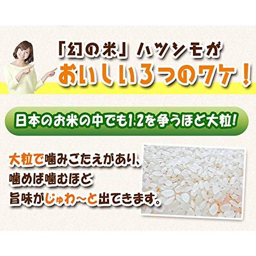 岐阜県産 ハツシモ 玄米 分づき精米無料 令和4年産 (玄米のまま, 10kg)