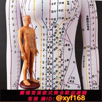 {可打統編 保固一年}包郵超清晰經絡男女人體模型人體經絡模型中醫銅人針灸穴位模型