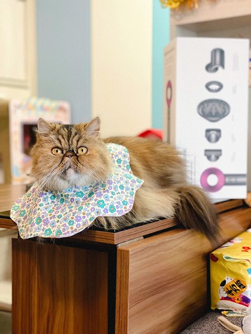 貓咪花形口水肩 四合扣款