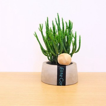 【Elite Concept 】夏日朝陽 | 植栽