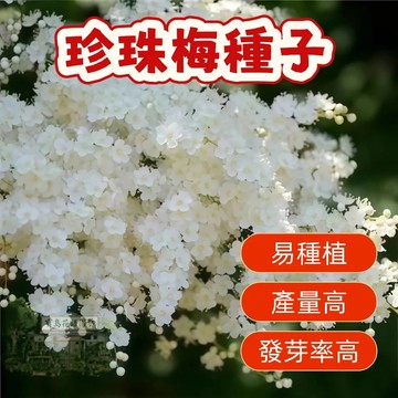 🌱精選種子 珍珠梅種子 梅花種子 台灣現貨現發  易種植 花卉種子  發芽率高 庭院盆栽 耐寒 觀賞花卉