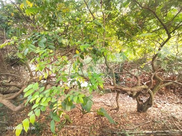 百果山大面寬農牧用地2｜彰化縣員林市湖水段