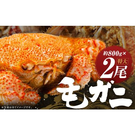 ふるさと納税 ミソたっぷり身がぎっしり詰まった毛ガニ(特大)約800g×2尾 北海道様似町