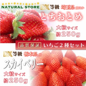 [予約 2024年2月15日-2月22日の納品] 遅れてごめんねバレンタイン とちおとめ × スカイベリー 約250g× DX 大粒 苺 食べ比べ いちご