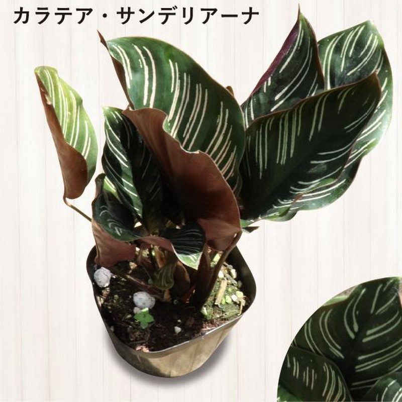 農場直送！カラテア アソートセット 3.5号鉢 10鉢 観葉植物 ［1鉢1,860円］［K］ | LINEブランドカタログ