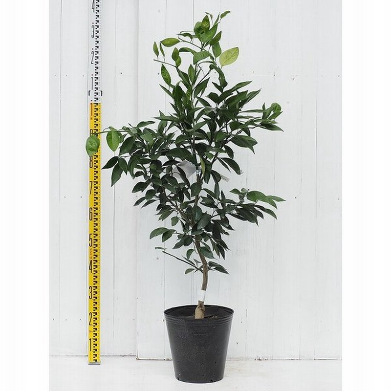 グレープフルーツ 苗木 ルビー 3年生 接ぎ木 約1 0m 大苗 通販 Lineポイント最大0 5 Get Lineショッピング