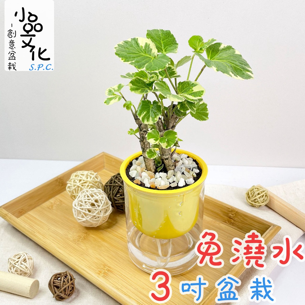 小品文化 白雪福祿桐 現貨 3吋馬卡龍盆懶人盆栽免澆水盆栽水培簡單種植觀葉植物室內植物自動吸水花盆