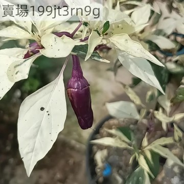 🌶️【紫色卡喬白葉 辣椒種子】🌶️新種上市 （辣）高度約為70CM 可觀賞可食用辣椒種子 庭院陽台盆栽種植
