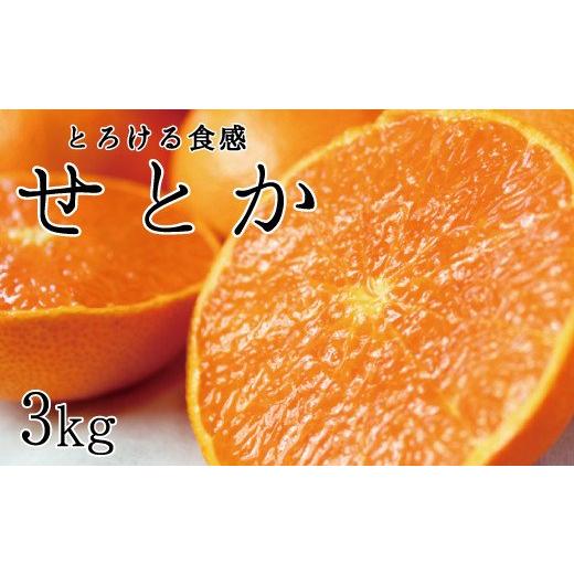 ふるさと納税 和歌山県 広川町 とろける食感 ジューシー柑橘 せとか 約3kg みかん 蜜柑 柑橘 オレンジ 果物 フルーツ 国産 和歌山県広川町 ※2024年2月下旬頃…