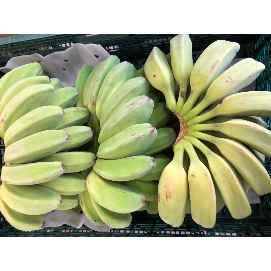 サババナナ SABA BANANA 1kg フィリピン産 調理用バナナ 料理用バナナ 野菜バナナ