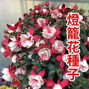 【奇幻燈籠花種子】夢幻綻放！燈籠造型花卉點亮生活，陽台庭院必備，浪漫氣氛隨手可得，立即擁有！