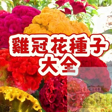 🌺雞冠花種子大全 矮桿花卉 四季播種 陽台庭院盆栽 新手易種 產量高 四季開花 雞冠花種子 花卉種子
