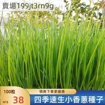 現貨🥬【四季速生小香蔥種子】🥬 白根小蔥種子 紅根小蔥種子 易種高產盆栽家庭蔬菜庭院陽臺室內庭院種籽