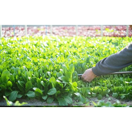 ふるさと納税 定期便 曽爾村の旬野菜と加工品の詰め合わせ 6ヶ月定期便    野菜 加工品 6ヶ月定期便 奈良県曽爾村