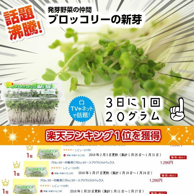 ブロッコリースプラウト 野菜 ブロッコリーの新芽 １２パック入 サラダコスモ ちこり村