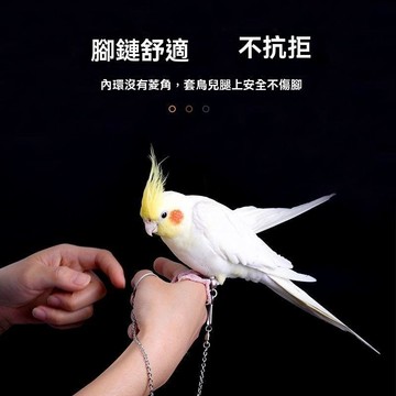 鸚鵡放飛繩 鸚鵡外出繩 玄鳳虎皮牡丹腳環鳥架站架手養鳥繩用品超輕不銹鋼鸚鵡