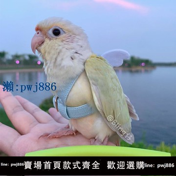 【可打統編 超低價】牡丹鸚鵡放飛繩超輕背帶式不傷腳虎皮鳥外出訓練遛鳥牽引飛行神器