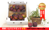 生産者直送！無花果（いちじく）約1.5kg