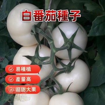 🔥白番茄 FQ-10超甜爆汁 小番茄 易種植 產量高 易栽好活 可盆栽 西紅柿種子~盆栽蔬菜種子 #tomato🍅