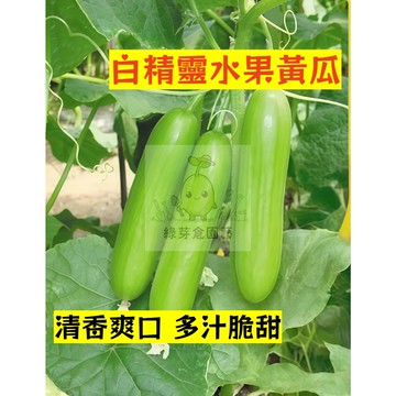 🌱早熟高產（白精靈水果黃瓜種子HG-11）清香爽口多汁脆甜 胡瓜種子 抗病抗旱易種植 高產爬藤蔬菜種子#果菜類