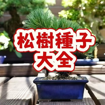 次日達-（盆栽松樹種子大全）🌷招財旺宅  好運 觀賞盆栽 當季新籽 發芽率高 新手易種植 陽台庭院盆栽 #超優惠