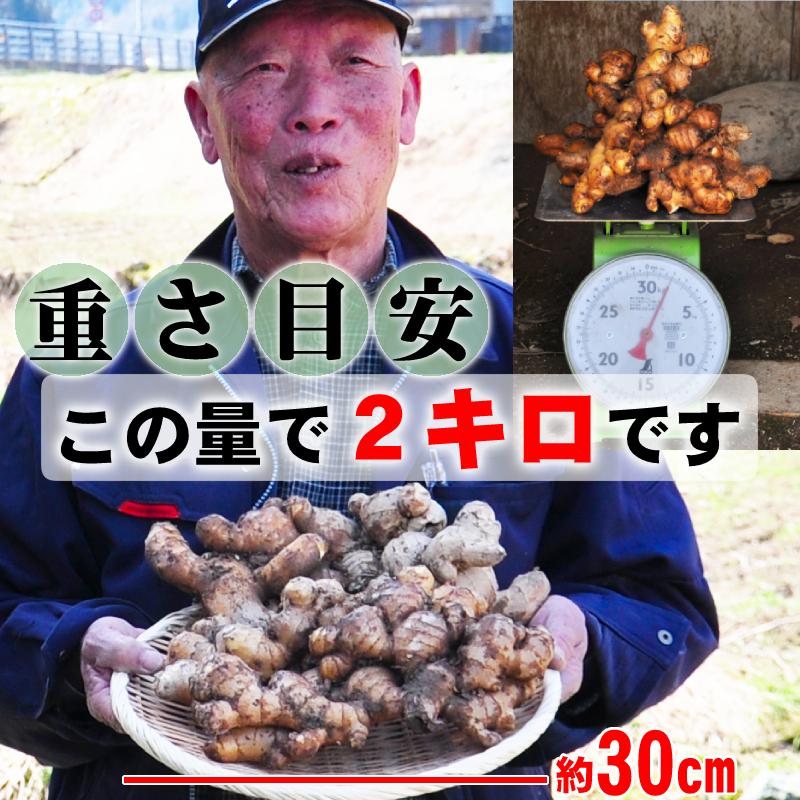 鳥取県産 熟成 生しょうが 2kg 茲矩(これのり)生姜 はらだ農産 産地直送 ショウガ ジンジャー