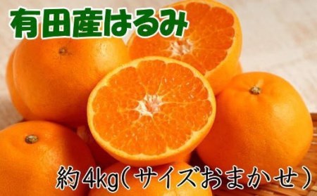 紀州有田産のはるみ約4kg(2L～3Lサイズおまかせ) ※2024年1月下旬頃～2024年2月中旬頃に順次発送（お届け日指定不可）