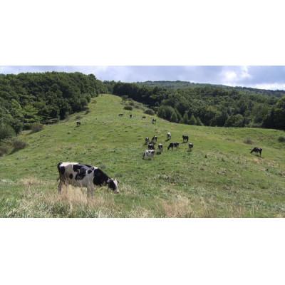 ふるさと納税 岩泉町 岩泉のむヨーグルト200ml×24本