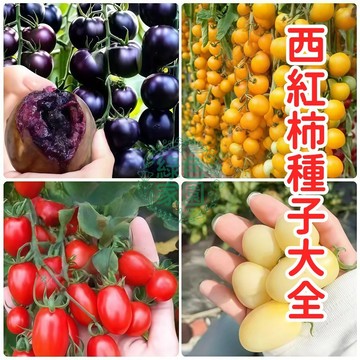 現貨現發🔥超低價【西紅柿種子大全🍅】蔬菜种子大全 四季播種 新手易種 高發芽率 四季番茄種子 無需搭架盆栽蔬菜種子