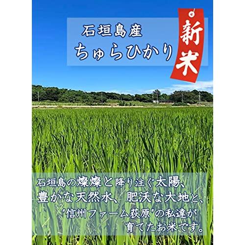 新米残留農薬不検出 石垣島産 美らひかり 5kg 令和5年産