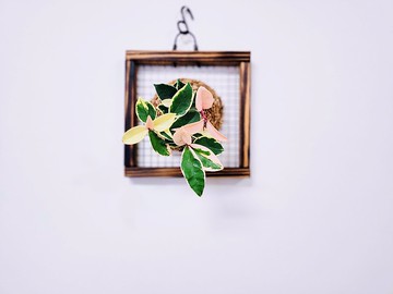 斑葉毬蘭苔球│板植│窗邊植物│多肉植物│觀葉植物