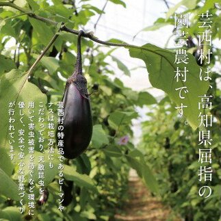 朝どれ！ 野菜詰合せ／芸西村で採れた新鮮な野菜6～8種類をお届けします。特産品 ピーマン ナス こだわりの栽培方法 環境に優しい 安全で安心な野菜づくり  支援品