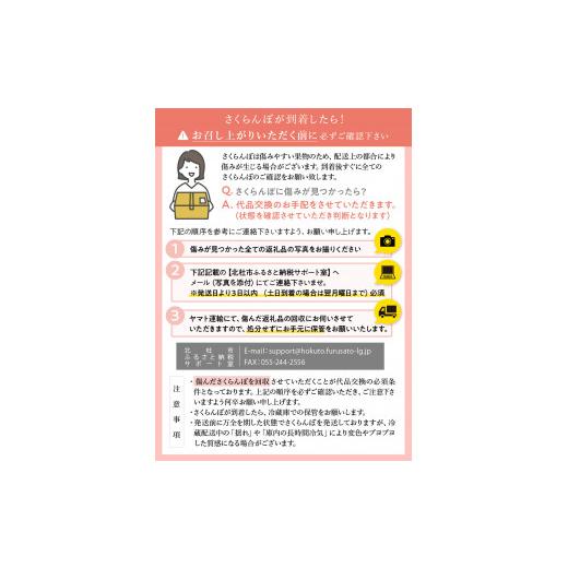 ふるさと納税 山梨県 北杜市 極上品大玉・さくらんぼ 2L〜3L一段並 約300g／毎日農業記録賞・全国最優秀賞受賞