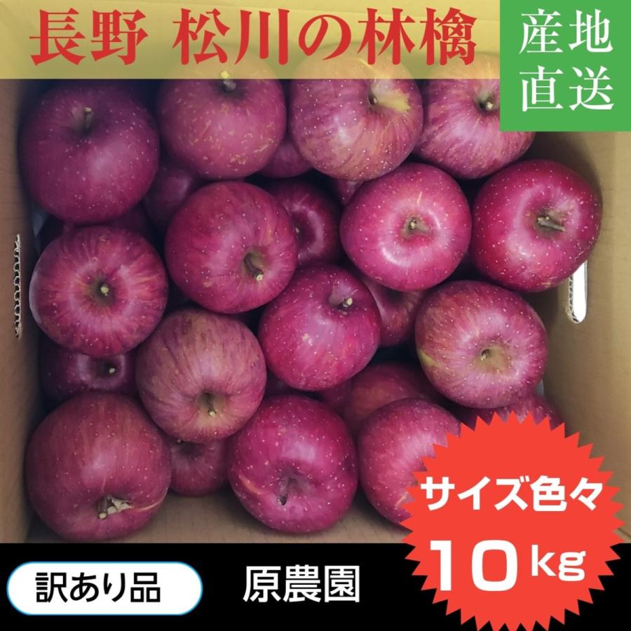 りんご  リンゴ サンふじ 訳あり 家庭用 10kg 長野県 松川町 《12 上旬〜12 中旬より出荷》