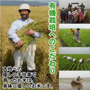 完全無農薬　特別栽培米 お米 つがるロマン ５kg　（白米 玄米 胚芽米から選べます）