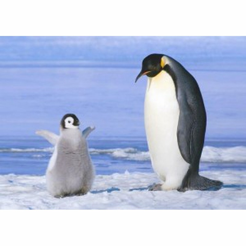 絵画風 壁紙ポスター ペンギンの親子 コウテイペンギン 南極大陸 鳥 キャラクロ Bpng 001a2 版 594mm 4mm 通販 Lineポイント最大1 0 Get Lineショッピング
